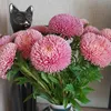 severinka22