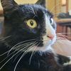 ultimatekittycat