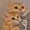 hanpin55555