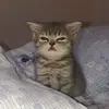 eepy_kitty._