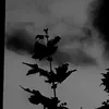 ivqaerkx