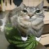 whitocatto