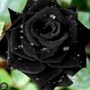 blakflawer123