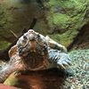 turtlel424