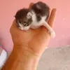 mstafamchichou