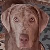 jeanine.3.dogs
