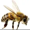 im_a_bee0283