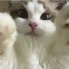 adasiwammj