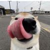 foxyboi_2