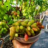 GarutGrapeGarden