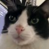 dog99_gabe1