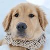 Forevermoregoldens🦆