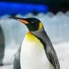 captainpenguin66