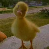 uglyduckling712