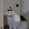 iamhuha