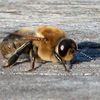 drone_bee.174