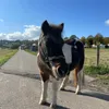 maja_luisee