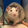 Rattyhome 🐀