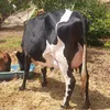antoniositiorecanto