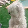 messi_lola2011