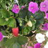 iriselanoca