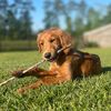 ellie_bellepup