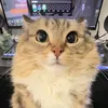 the_kapets
