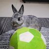 chellotherabbit