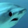 threshersharksarecool