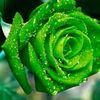 user8bjqd696a8