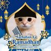 kucing_521