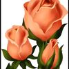 merajislam170