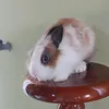 hoonordeditor
