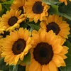 perlaperlina81