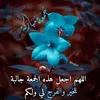amiratikabyle
