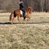 equi_leia123