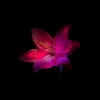 spider_lily119