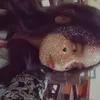 steffaniejohannes