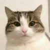 mireisse