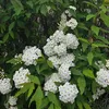 monduche