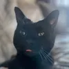 popcornattheready1999
