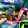 kabetusmcpetparrot