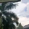 can_likaimuyt