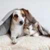 Cat & Dog Story