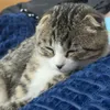 danhcadoidengu