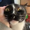 mycatshitt