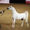 salehashaq3