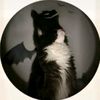 tiredcat._