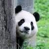 panda83884