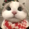 _khinaoconidoiten11